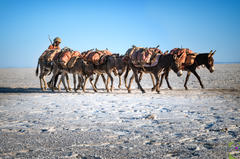 La-carovana-degli-asinelli-Piana-del-sale-Dancalia-Etiopia.png