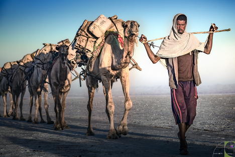 La-carovana-del-sale-Piana-del-sale-Dancalia-Etiopia.png