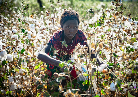 ragazza-Afar-campo-di-cotone-Dancalia-Etiopia.png