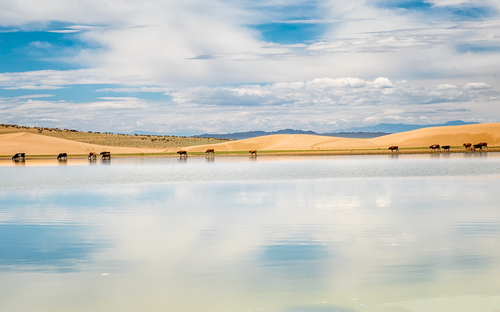 Paesaggio con Pascolo Mongolia.png