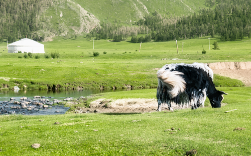 Yak Mongolia.png