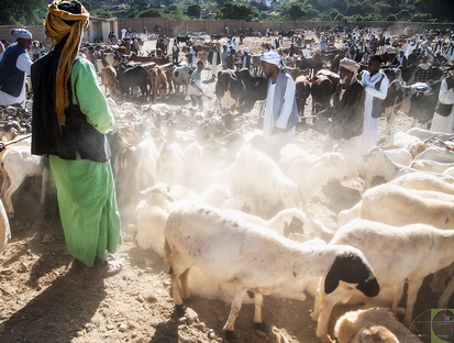 Mercato animali Cheren Eritrea.png